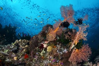On Cherie's Reef in Milne Bay, PNG, the water was so teem... by Erin Quigley 